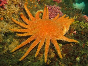 A newly released study says a combination of warm waters and infectious diseases has been determined as the cause of a die-off of populations of sunflower starfish across the Pacific coast. A sunflower starfish is seen in Neah Bay, Wash., in a 2013 handout photo.