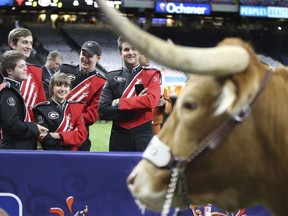 Georgia band members venture a closer look at Texas mascot Bevo before the Sugar Bowl NCAA college football game Tuesday, Jan. 1, 2019, in New Orleans.