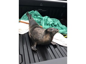 A seal is shown in a handout photo from Marystown RCMP. A wandering seal that parked itself in front of a Newfoundland hospital entrance over the weekend has been returned to the water. Local RCMP removed and released the seal on Jan 6. when it was blocking an ambulance path at Burin Peninsula Health Care Centre, only for it to reappear the next day in the community of Burin Bay Arm. Police liaised with federal Fisheries Department officials to safely return the animal to open water. THE CANADIAN PRESS/HO-Marystown RCMP MANDATORY CREDIT