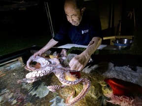 In this Jan. 3, 2019, photo, 84-year-old Wilson Menashi, of Lexington, Mass., interacts with an octopus at the New England Aquarium, in Boston. Menashi, who has spent thousands of hours volunteering at the aquarium, where he's become known as the "Octopus Whisperer," says though he can't explain it, he's able to connect in deep and meaningful ways with the enigmatic eight-armed sea creatures.