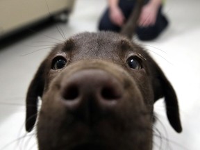 In this Jan. 8, 2019, photo, inmate Shasta Pepper watches a chocolate lab puppy play at Merrimack County Jail in Boscawen, N.H. The New Hampshire jail is the first in the state to partner prisoners with the "Hero Pups" program to foster and train puppies with the goal of placing them with military veterans and first responders in need of support dogs.