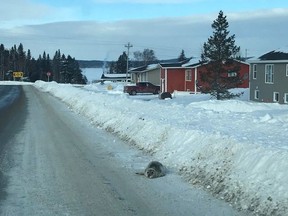 A seal is shown on a road in Roddickton, N.L. in a handout photo. Seals have been swarming the streets of a northern Newfoundland town, with residents fearing for the animals' safety but being warned to stay away. Brendon Fitzpatrick of Roddickton said seals had been spotted in the area as early as October, but in recent weeks the animals have wandered into town, sometimes on driveways or in the middle of the road.