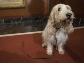 FILE - In this Jan. 10, 2018 file photo, Juno, a grand basset griffon Vendeen, is shown during a news conference at the American Kennel Club headquarters in New York. The grand basset griffon Vendeen, developed in France to hunt rabbit and hare, is one of two breeds eligible to compete in the Westminster Kennel Club dog show for the first time in 2019.