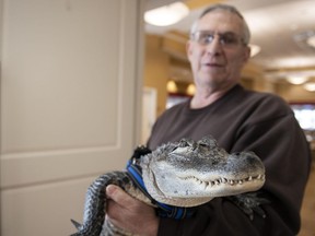 Joie Henney holds up Wally, a 4-foot-long emotional support alligator, at the SpiriTrust Lutheran Village in York, Pa.  Henney says he received approval from his doctor to use Wally as his emotional support animal after not wanting to go on medication for depression.