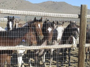 In this June 5, 2013 photo, some of the hundreds of mustangs the U.S. Bureau of Land Management removed from federal rangeland peer at visitors at the BLM's Palomino Valley holding facility about 20 miles north of Reno in Palomino Valley, Nev.  The U.S. Forest Service has built a corral in California that could allow it to bypass federal restrictions and lead to the slaughter of wild horses. The agency acknowledged in court filings in a potentially precedent-setting legal battle that it built the new pen for mustangs gathered in the fall on national forest land along the California-Nevada line because horses held at other federal facilities cannot be sold for slaughter.