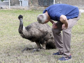 In this Tuesday, Jan. 22, 2019, photo Dr. Richard Henderson, a veterinarian with Galveston Veterinary Clinic, checks over one of two emus caught by animal control officers at Parker Elementary School in Galveston, Texas.