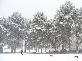 Tom Sawyer plays with his dogs Tucker and Tanner in the snow at Liberty Park, in Salt Lake City, Monday, Jan. 21, 2019.