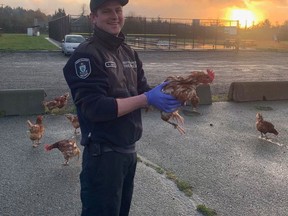 A firefighter holds a chicken in a handout photo provided by the North Saanich Fire Department. First responders north of Victoria worked hard not to ruffle any feathers Thursday as they completed an unusual rescue. Police in Central Saanich, North Saanich and Sidney, as well as the North Saanich Fire Department were called to five different locations on the Saanich peninsula to round up 91 chickens. THE CANADIAN PRESS/HO-North Saanich Fire Department MANDATORY CREDIT