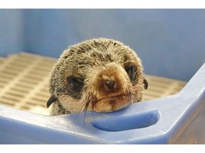 A severely underweight seal pup rescued by fish farmers off the coast of Campbell River, shown in a handout photo, is now in the care of a Vancouver rescue centre.THE CANADIAN PRESS/HO-Vancouver Aquarium MANDATORY CREDIT