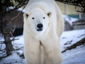 A polar bear has died at the zoo in Winnipeg. Assiniboine Park Zoo says the five-year-old bear named Blizzard, shown in a handout photo, died on Monday. THE CANADIAN PRESS/HO-Assiniboine Park Zoo MANDATORY CREDIT