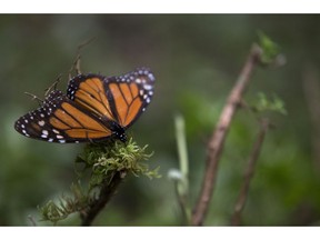 FILE - In this Nov. 12, 2015 file photo, an ailing butterfly rests on a plant at the monarch butterfly reserve in Piedra Herrada, Mexico State, Mexico. Millions of monarchs migrate from the United States and Canada each year to pine and fir forests to the west of the Mexican capital.