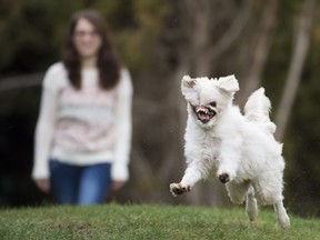 Mugsy, a Maltese/Japanese Spitz dog runs in the backyard in her new home in Burnaby, B.C., Friday, Jan 25, 2019.