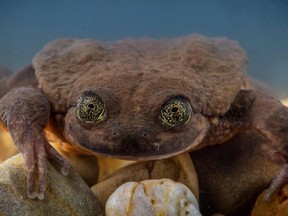 Handout picture released by the Global Wildlife Conservation taken on December 13, 2018 showing Juliet, a Sehuencas water frog rediscovered in the wild in Bolivia, seen here during her quarantine as she acclimates to her new environment at the Museo de Historia Natural Alcide dOrbigny in Cochabamba, Bolivia.