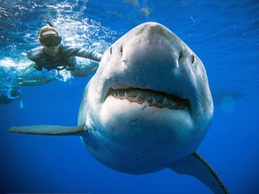 Diver Ocean Ramsey (@oceanramsey) swims next to a female great white shark off the coast of Oahu, Hawaii on January 15, 2019.