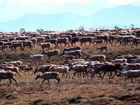 In this undated file photo provided by the U.S. Fish and Wildlife Service, caribou from the Porcupine Caribou Herd migrate onto the coastal plain of the Arctic National Wildlife Refuge in northeast Alaska. Canadian First Nations are gearing up to fight new American interest in oil drilling on the calving grounds of a caribou herd they depend on for food.