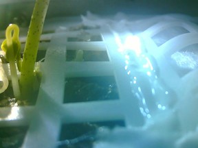 This handout photograph taken on January 12, 2019 and received from Chongqing University on January 15 shows a cotton sprout (L) growing in an "earth chamber" at the university premises in Chongqing, which mimics the conditions of the experiment inside the Chang'e-4 moon probe on the far side of the moon.