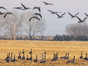 Canada geese land in a field near Bassano on Wednesday, November 14, 2018. Staff and volunteers with the Wildlife Haven Rehabilitation Centre have been trying for weeks to catch a Canada goose that has made a car wash its home for the winter.