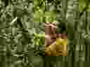 Harvesting coffee by hand in the Yayu coffee forest, Southwestern Ethiopia.