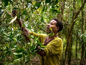 Yayu coffee forest