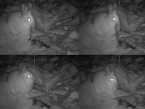 A series of motion captured images from December, 2015 showing a snowshoe hare eating the feathers of a dead spruce grouse.