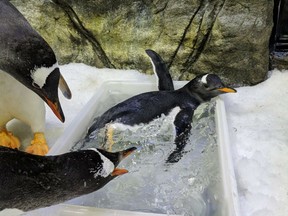 In a photo from the aquarium, Sphen, Magic and the chick they are raising, for now called Sphengic at Sea Life Sydney Aquarium. These two diligent male Gentoos, unaware of the political heat around their courtship, became a larger symbol for the country.