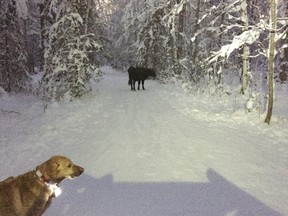 In this Dec. 26, 2018 photo provided by Meg Kurtagh shows a cow in the middle of a group of trees on the east side of Anchorage. A rodeo cow named Betsy has evaded capture for six months as she wanders the trails of Alaska's biggest city, the cow's owner said.
