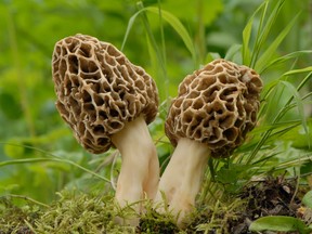 Common morel fungus growing in the forest.