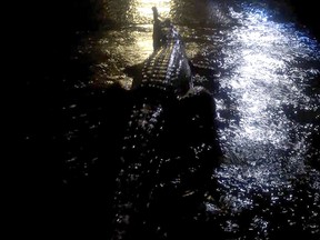 A handout photo taken by Erin Hahn on February 3, 2019 and received on February 4, shows a crocodile during the floods in Townsville.