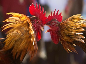 File photo of roosters attacking each other during a cockfight as part of Jonbeel festival near Jagiroad, about 75 kilometers (47 miles) east of Gauhati, India, Friday, Jan.18, 2019.