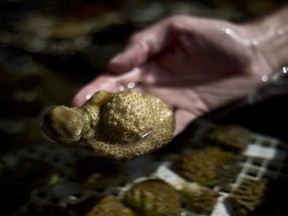In this Monday, Feb. 11, 2019 photo, a researcher examines coral at the Interuniversity Institute for Marine Sciences, IUI, in the Red Sea city of Eilat, southern Israel. As the outlook for coral reefs across our warming planet grows grimmer than ever, scientists have discovered a rare glimmer of hope: the corals of the northern Red Sea may survive, and even thrive, into the next century. The coral reefs at the northernmost tip of the Red Sea are exhibiting remarkable resistance to the rising water temperatures and acidification facing the region, according recent research conducted by IUI.