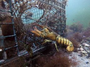 FILE - In this Sept. 8, 2018 photo, a lobster walks into a lobster trap on the floor of the Atlantic Ocean off Biddeford, Maine. Preliminary data from the federal government shows U.S. lobster exports to China held steady during the year despite tariffs imposed during trade hostilities between the two countries. China is one of the biggest buyers of American lobster, which is hauled to the shore mostly in the New England states and Canada.