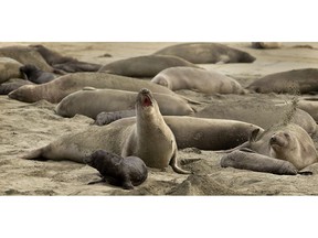 In this photo taken Monday, Jan. 28, 2019, without tourists and park rangers to discourage them during the government shutdown, elephant seals have expanded their pupping grounds in Point Reyes National Seashore, Calif. About 60 adult seals have birthed 35 pups took over a beach knocking down a fence and moving into the parking lot.