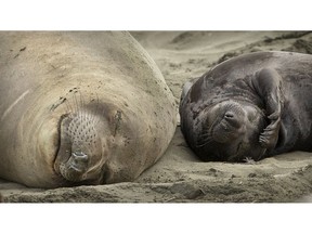 In this photo taken Monday, Jan. 28, 2019, elephant seals are seen on a beach at Point Reyes National Seashore, Calif. Without tourists and park rangers to discourage them during the government shutdown, the elephant seals expanded their pupping grounds. About 60 adult seals have birthed 35 pups took over a beach knocking down a fence and moving into the parking lot.