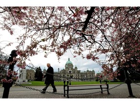 The British Columbia Legislature is framed by cherry blossoms as a pedestrian passes by in Victoria , B.C., on March 2, 2010. Victoria's trademark cherry blossoms may be lost in a few years as the city goes ahead with a plan to replace aging non-native trees with native species. On Thursday the city council approved an increase of $868,000 in its Urban Forest Master Plan, which Coun. Geoff Young says could result in a loss of a number of flower-bearing trees in the city.