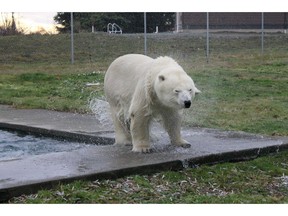 Polar bear Agee is shown on the set for the film "Arctic," in a handout photo.