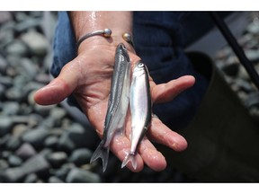 A man displays a male, left, and female capelin at Middle Cove Beach on Friday, July 22, 2016. A Newfoundland town tormented by the smell of fermenting seafood sauce coming from an abandoned plant is asking for federal help to cover the cleanup costs.