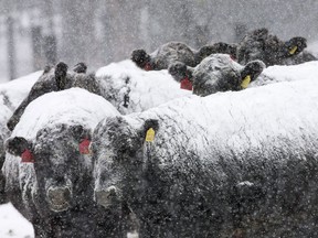 Cattle are blanketed in snow at Cane Ridge Cattle Company in Paris, Ky., Monday, Feb. 16, 2015. More than 300 cattle that authorities say appeared to be in distress have been seized from a livestock producer in southeastern Saskatchewan.Animal Protection Services of Saskatchewan says the cattle were taken Feb. 13 and 14 near Stoughton, about 145 kilometres southeast of Regina.