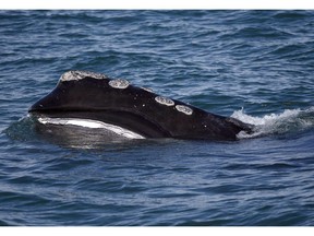 In this Wednesday March 28, 2018 photo, the baleen is visible on a North Atlantic right whale as it feeds on the surface of Cape Cod bay off the coast of Plymouth, Mass. Ottawa had announced this year's measures to help protect North Atlantic right whales, building upon and adjusting rules in place in the Guld of St. Lawrence last year ??? when none of the endangered mammals were found dead in Canadian waters.