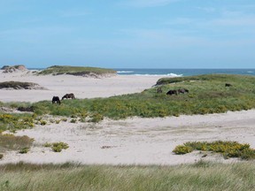 Horses on Sable Island, N.S., are shown in this undated handout photo. Ottawa has announced $3.4 million to remove surplus building from Sable Island National Park Reserve and look at cleaner energy solutions for the wind-swept sandbar off Nova Scotia.