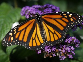 In this Sept. 17, 2018 file photo, a monarch butterfly rests on a flower in Urbandale, Iowa. One of nature's greatest migrations may be returning to health after a stunning growth in the number of monarch butterflies that fluttered across North America last year. But if populations of the striking black-and-orange aviators are starting to recover, it's no thanks to Canada, said Carolyn Callaghan of the Canadian Wildlife Federation.