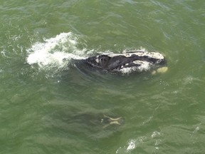 A right whale and its calf are shown off the coast of Florida in a recent handout photo. THE CANADIAN PRESS/HO-Ralph Bundy, Marineland Right Whale Project MANDATORY CREDIT