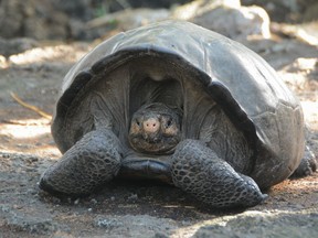 This photo release by the Galapagos National Park, shows a Chelonoidis phantasticus tortoise at the Galapagos National Park in Santa Cruz Island, Galapagos Islands, Ecuador, Wednesday, Feb. 20, 2019. Park rangers and the Galapagos Conservancy found the tortoise, a species that was thought to have become extinct one hundred years ago.