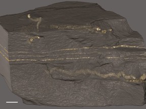 A closer look at some unimaginably ancient fossils suggests complex life may have evolved vastly earlier than thought. In a paper published today, a team of researchers say they've found evidence that tiny, slug-like beings, shown encased in a rock in a handout photo, were squirming around in the mud of shallow seas about 2.1 billion years ago.THE CANADIAN PRESS/HO-University of Alberta-Dr. Abder El Albani MANDATORY CREDIT