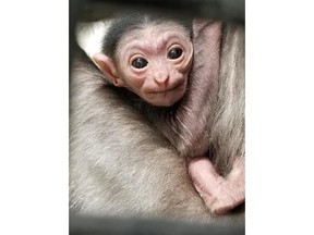 A baby gibbon, born on Feb.4, 2019, is shown in a handout photo from the Assiniboine Park Zoo, is shown in a handout photo. THE CANADIAN PRESS/HO-Assiniboine Park Zoo MANDATORY CREDIT