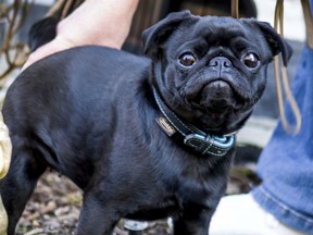 In this Wednesday, Feb. 27, 2019 photo pug dog Edda is pictured in Duesseldorf, Germany.