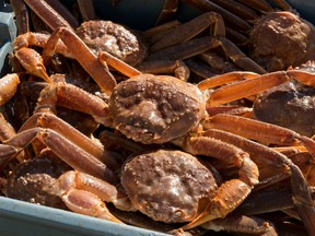 Snow crabs in a crate on a fishing boat.
