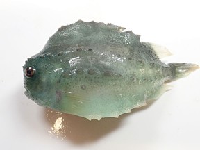 A lumpfish is shown in a handout photo. A survey of sea life in the southern Gulf of St. Lawrence has found corals, sponges, sharks, sharp-toothed wolffish and even newly discovered unidentified invertebrates along with the crustaceans and groundfish that make the region a fishing mecca.THE CANADIAN PRESS/HO-Fisheries and Oceans Canada MANDATORY CREDIT