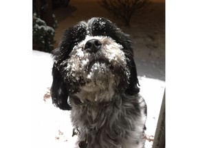 A Shih Tzu named Obi is shown in a handout photo. A Newfoundland family says it's found the dog that disappeared in bone-chilling cold following a 15-vehicle pileup a week ago.