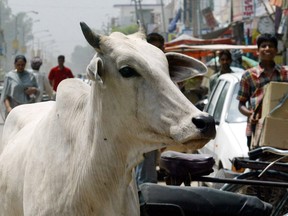 A cow, sacred in India, wanders the streets in the Moga District of Punjab.