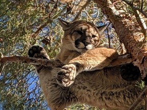 In this Saturday, Feb. 16, 2019, courtesy of the California Department of Fish & Wildlife Crews shows a mountain lion in a tree outside a private residence in the City of Hesperia, Calif. San Bernardino County Fire officials say the mountain lion was perched about 50 feet up the tree. State wildlife personnel tranquilized the animal, and firefighters lowered it to the ground using a rescue harness.